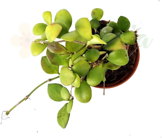 Hoya Heuschkeliana Ø7см Ø7 См