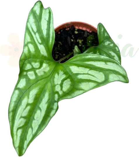 Cercestis Mirabilis Ø10.5cm Ø10.5 Cm