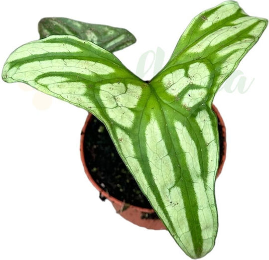 Cercestis Mirabilis Ø10.5cm Ø10.5 Cm