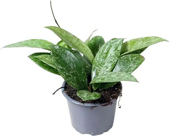 Hoya Pubicalyx 'silver Spot' Reva Ø12 Cm Xl Hoya Pubicalyx 'silver Spot' Reva Ø12 Cm Xl