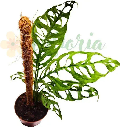 Monstera Obliqua 'peru' Ø10.5 Cm
