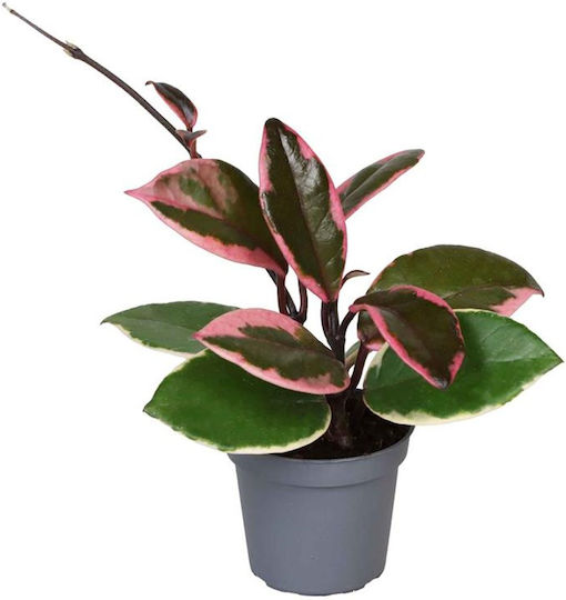 Hoya Carnosa Tricolor 'flamingo Dream' Ø12 Cm