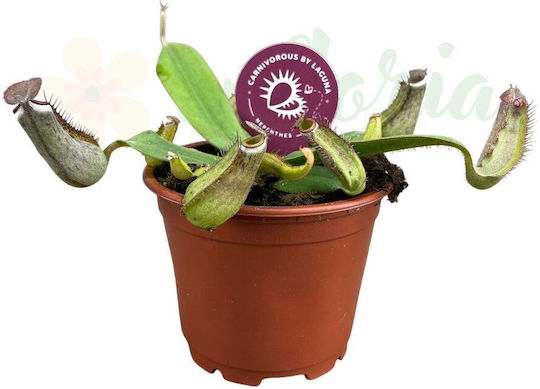 Nepenthes Albomarginata Ø8,5cm