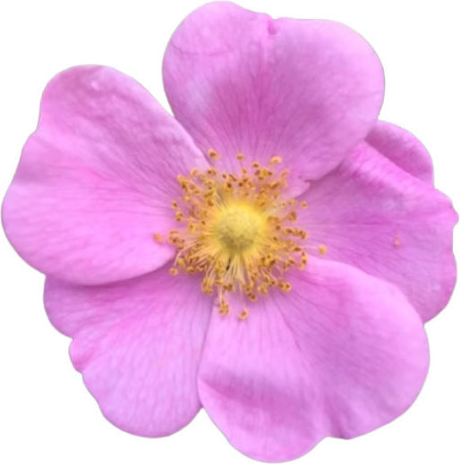 Urtekram Soft Wild Rose Shampoos Glanz für Gefärbt Haare 250ml