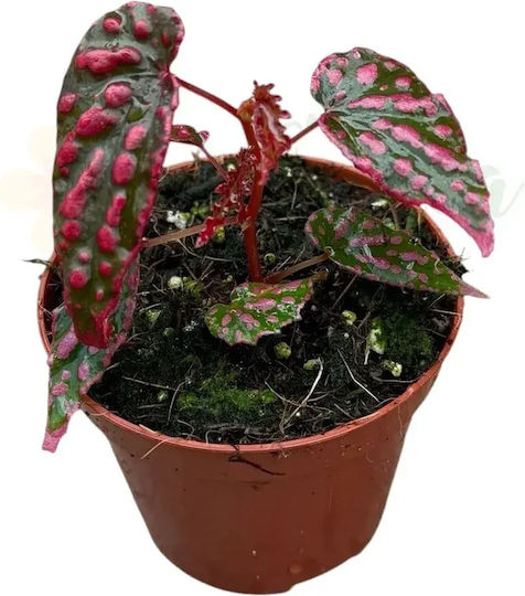 Begonia Pink Lady