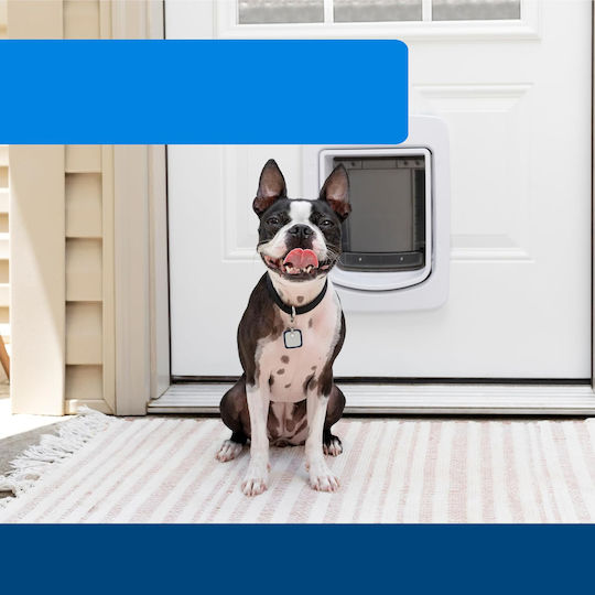 Elektrisches Hundehalsband