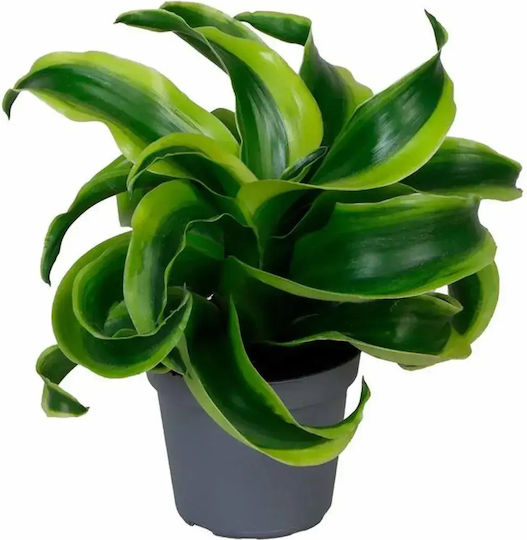 Eufloria Dracaena Draco Ø6 Cm Eufloria Dracaena Draco Ø6 Cm