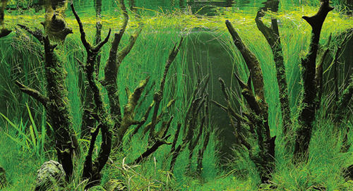 Hobby Постер Тропически Каньон Woodland 2 Странен 0,50x25см Hobby 4011444310170