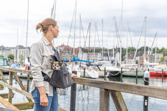 Trixie Rucksack Für Hundetragetaschen Für Hund Und Katze Bis 6kg Schwarze M40xP35xH20cm