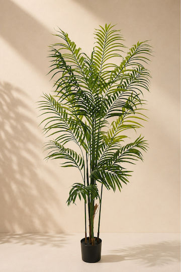 Φοίνικας Εξωτερικού Χώρου Evergreens