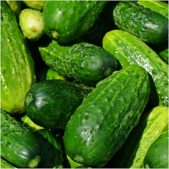 Toraf Pnos Seeds Tape Cucumber Polan F1 Tape 6m