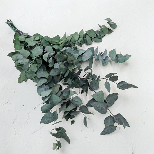Stabilized Eucalyptus Stuartiana Green