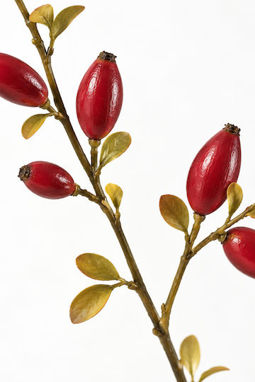 Zweigstelle Rote Kynoroda 0x0x83cm Einfarbig Evergreens