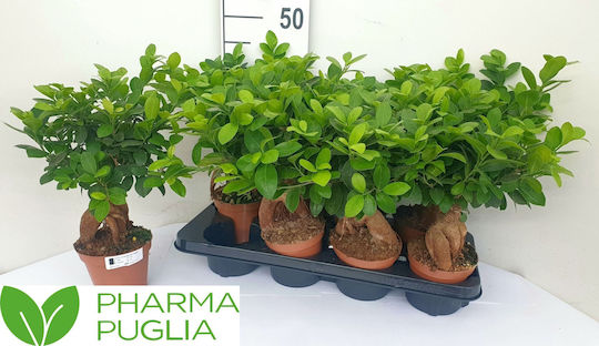"μπονσάι Φίκος" Ficus Microcarpa Ginseng White Bowl