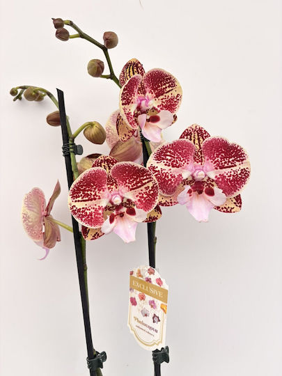 Phalaenopsis Mf Yellow Red Cookie 2 Stems