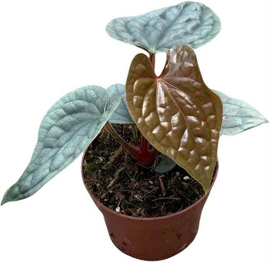 Anthurium Luxurians 10,5 cm