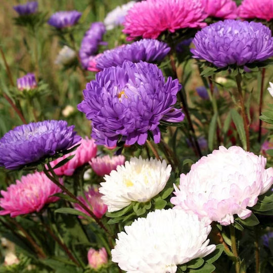 Platinet Семена Aster 1гр