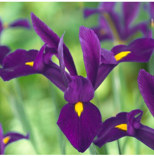 Bulb Irisς