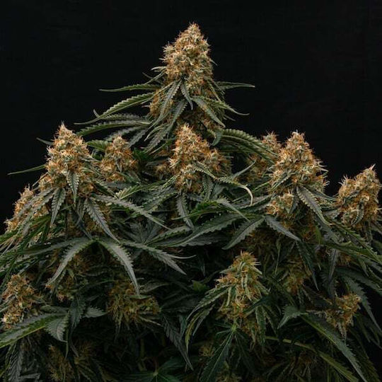 Royal Queen Seeds Minze Samen 3 Stück