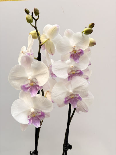 Phalaenopsis Hot Ice Lip 2 Stiele Phalaenopsis Hot Ice Lip 2 Stiele