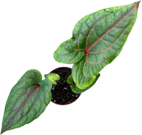 Alocasia Cyrtosperma Black Jack Johnstonii
