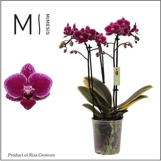Phalaenopsis Multiflora Hornglin Vicky "Magic Leaf" 2 Stängel Mimesis Phalaenopsis Multiflora Hornglin Vicky "Magic Leaf" 2 Stängel Mimesis