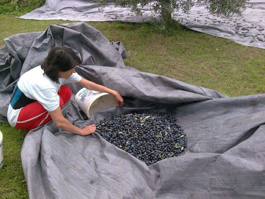 Sidirela Olive Harvesting Net 6x12m with a Density of 95gr/m² E-4763