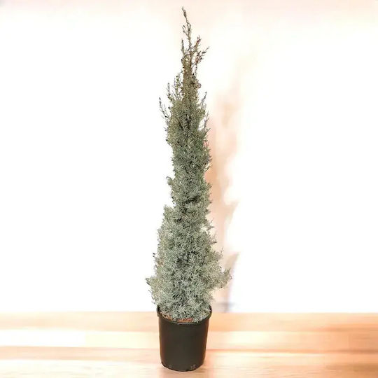 Cupressus Arizonica Arizona
