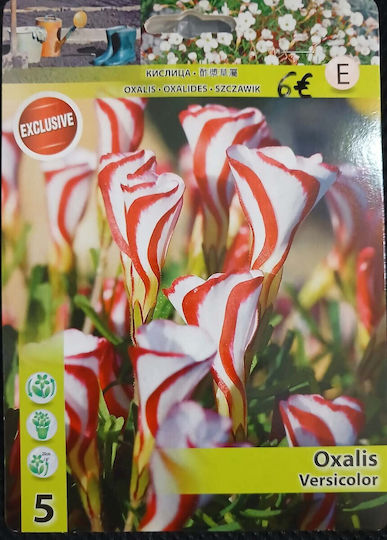 Oxalis Versicolor Bulbs I 5 Pieces Oxalis Versicolor Bulbs I 5 Pieces
