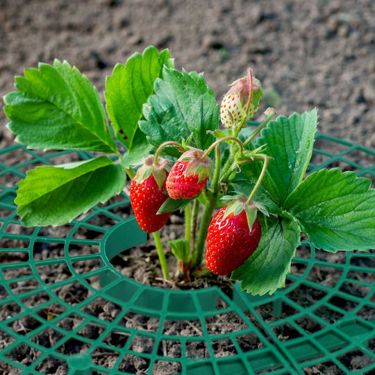 Relaxdays Strawberry Baskets Set 10 Dark Green