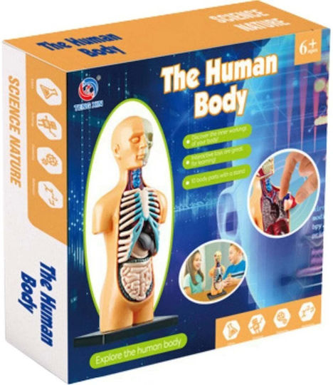 Lean Toys Natomical Model Human Body Organs Εκπαιδευτικό Παιχνίδι Γνώσεων για 6+ Ετών