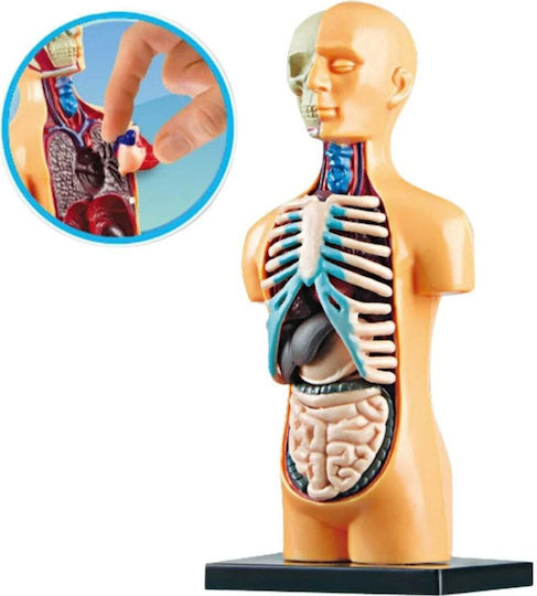 Lean Toys Natomical Model Human Body Organs Εκπαιδευτικό Παιχνίδι Γνώσεων για 6+ Ετών
