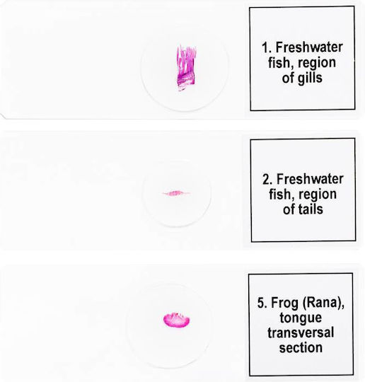 Discovery Prof Amphibian Specimens