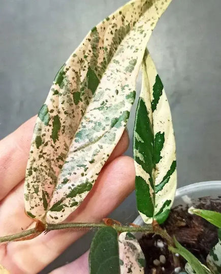Φίκος Ficus Sagittata Variegata Pink Φίκος Ficus Sagittata Variegata Pink