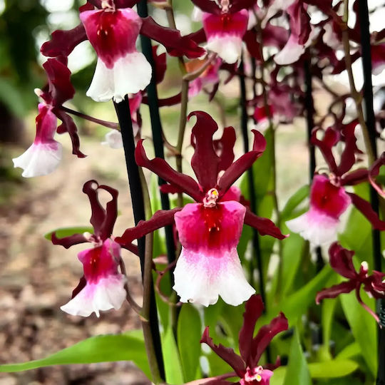 Miltonidium Renaissance Grandeur Purple White 2 Stems Αρωματικη