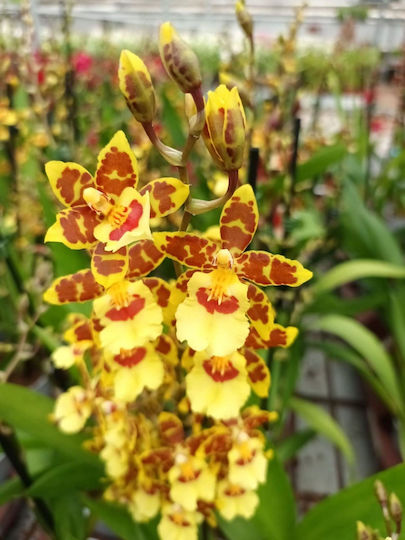Colmanara Pacific Sunset Cascade Αρωματικη