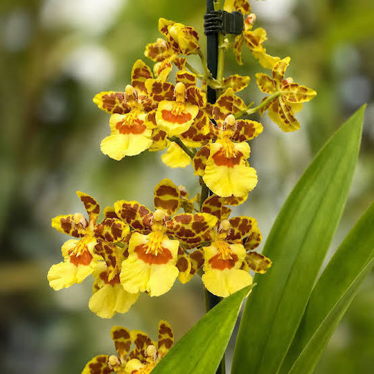 Colmanara Pacific Sunset Cascade Αρωματικη