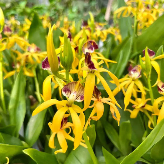 Encyclia Octopussy Cochleata Inca Tarantula Gelb Duftend Encyclia Octopussy Cochleata Inca Tarantula Gelb Duftend