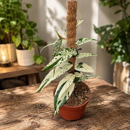 Φίκος Ficus Sagittata Variegata Pink