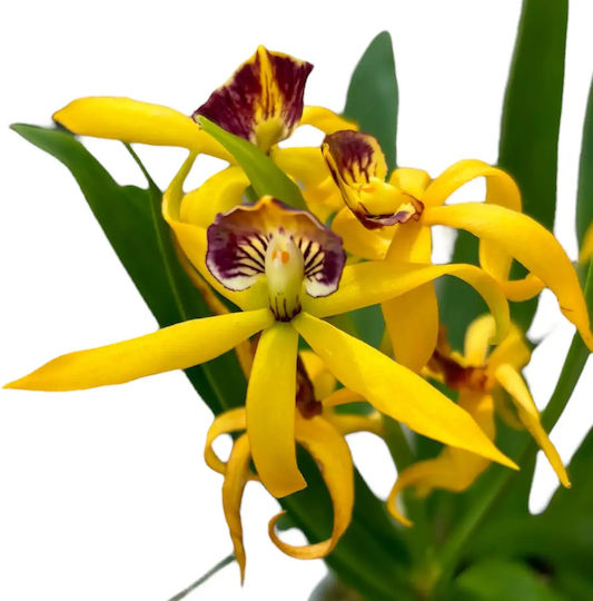 Encyclia Octopussy Cochleata Inca Tarantula Yellow Αρωματικη