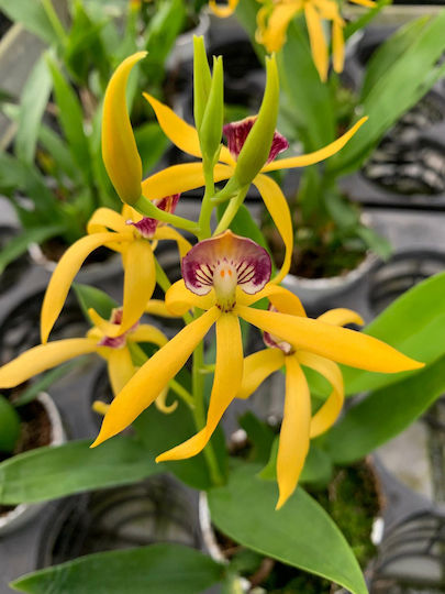 Encyclia Octopussy Cochleata Inca Tarantula Yellow Αρωματικη