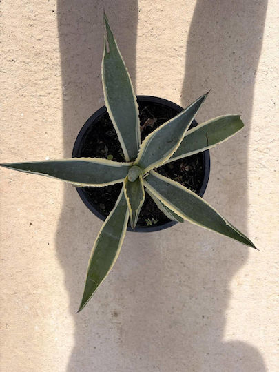 Agave Americana Marginata