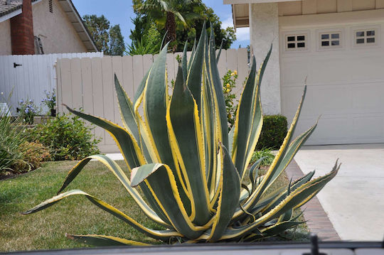 Agave Americana Marginata