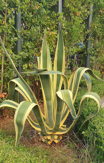 Agave Americana Marginata