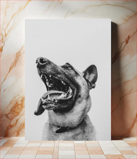 Happy Dog In Black And White Happy Dog In Black And White 1 Happy Dog In Black And White Happy Dog In Black And White 1