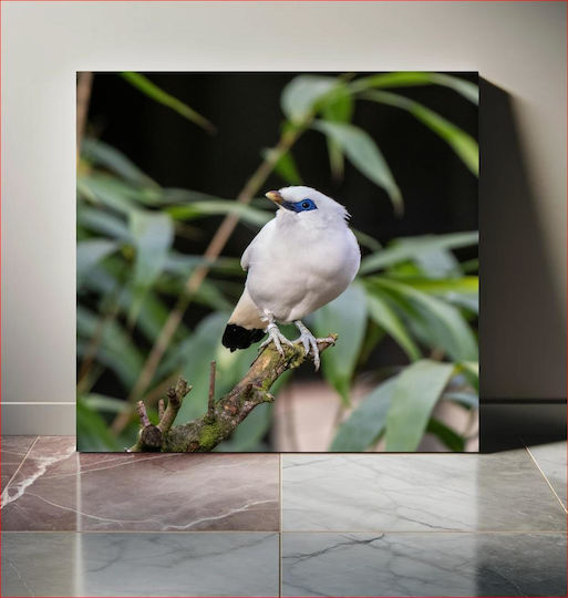 White Bird On Branch With Green Background Λευκό Πουλί Σε Κλαδί Με Πράσινο Φόντο 1 White Bird On Branch With Green Background Λευκό Πουλί Σε Κλαδί Με Πράσινο Φόντο 1