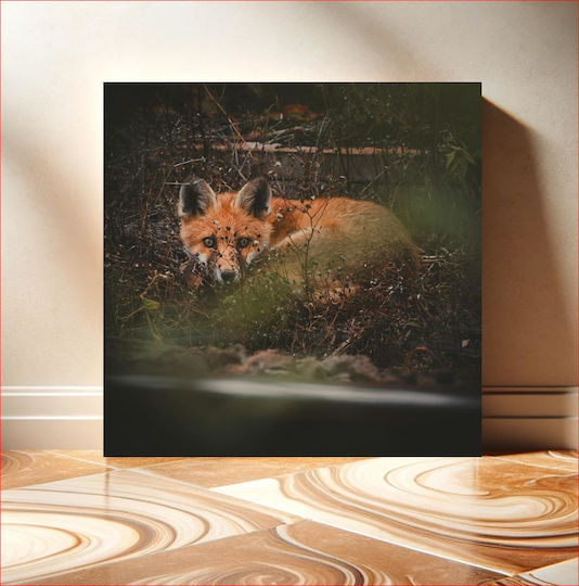 Fox In The Wild Fox In The Wild 1 Fox In The Wild Fox In The Wild 1