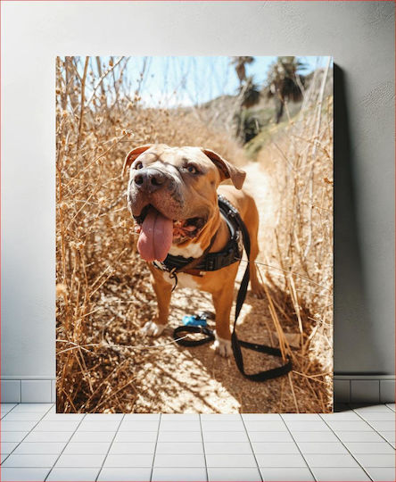 Happy Dog On A Nature Trail Happy Dog On A Nature Trail 1 Happy Dog On A Nature Trail Happy Dog On A Nature Trail 1