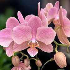 Phalaenopsis Multiflora Treviso Mineral Treviso 2 Tulpini