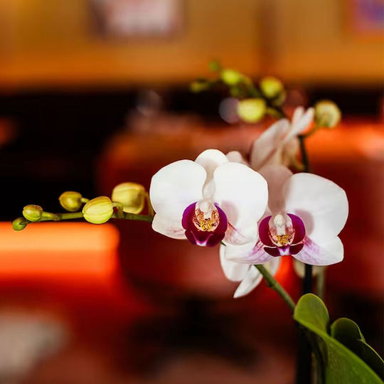 Phalaenopsis Mutliflora Safe Haven Mineral Gibraltar 2 Stems